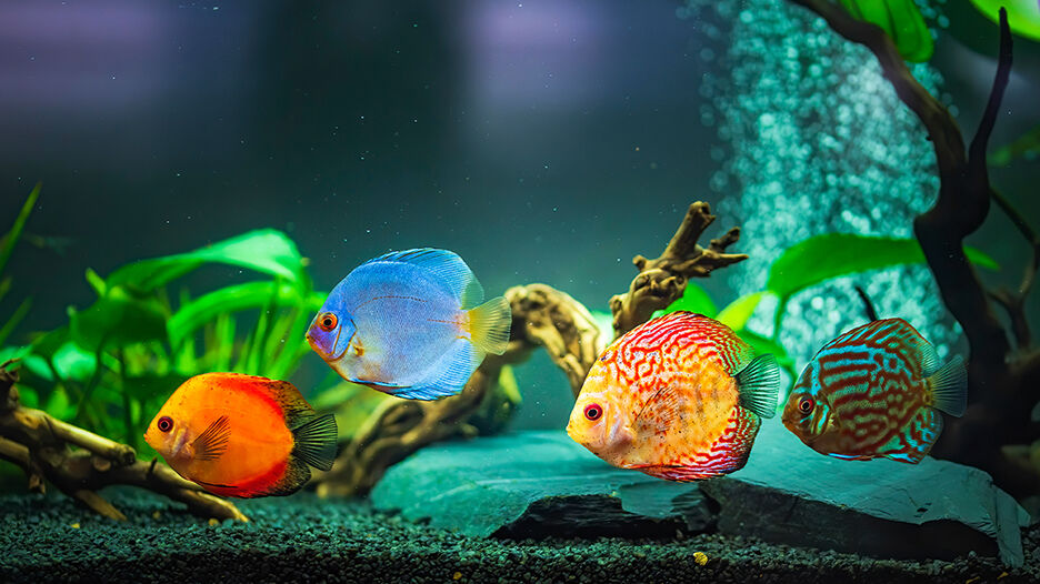 Colorful fish from the spieces Symphysodon discus